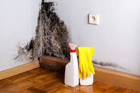 Why You Should Choose Our Mold Remediation Services in Placeholder8